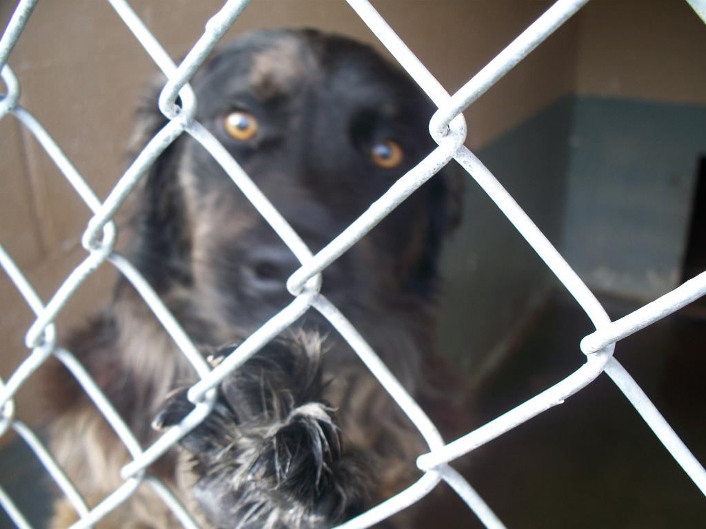 A dark, shaggy dog with amber eyes looks through a chain-link kennel fence, one paw raised against the wire