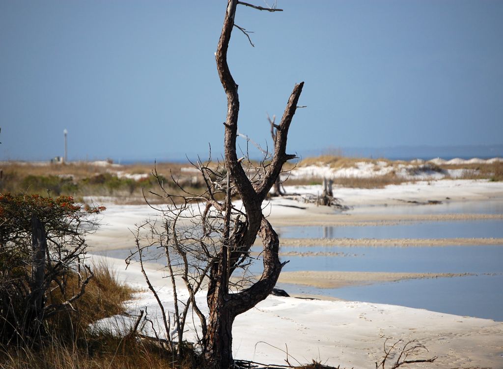 A weathered dead tree stands beside white sand dunes and shallow tidal pools under a clear blue sky