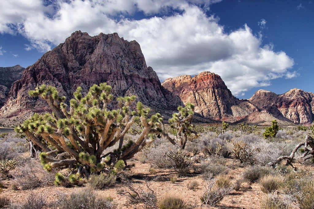 Joshua trees and desert scrub in front of rugged red and gray rock mountains under a cloudy blue sky