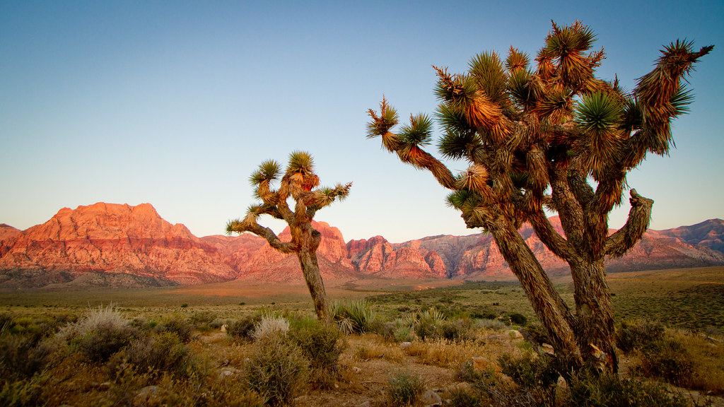Two Joshua trees stand in desert scrubland in front of red rock mountains under a clear sky