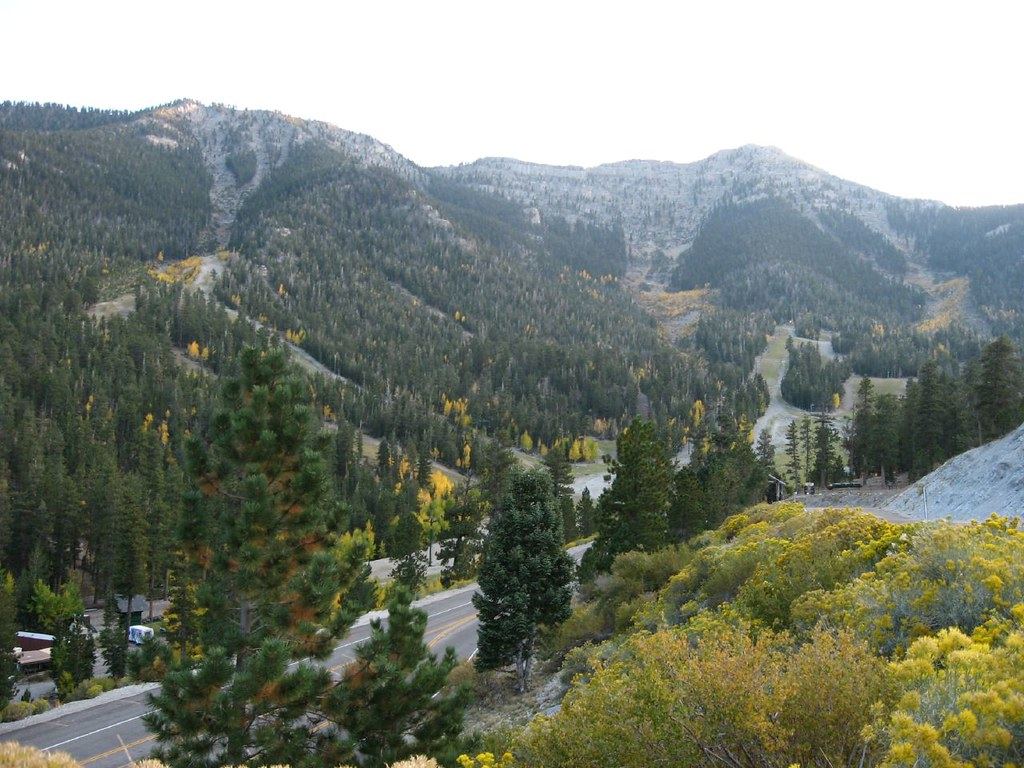 Forested mountain slopes with cleared runs above a winding road lined with pine trees and yellow shrubs