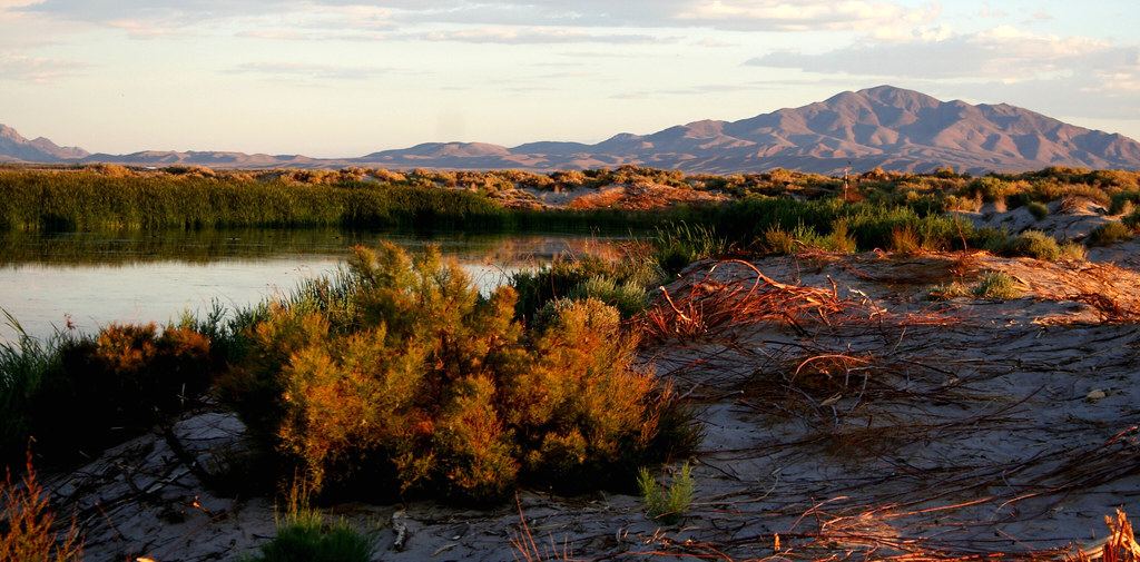 A desert spring pool edged by reeds and shrubs on pale sandy ground, with mountains under an evening sky