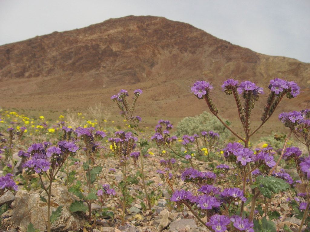 Purple phacelia and yellow wildflowers bloom on rocky desert ground beneath a barren brown mountain
