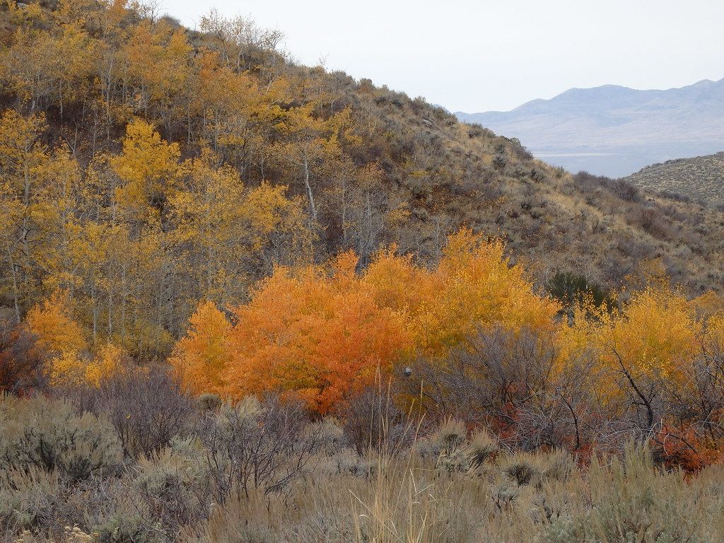 Orange and yellow aspen trees among sagebrush on a hillside, with distant mountains under a pale sky