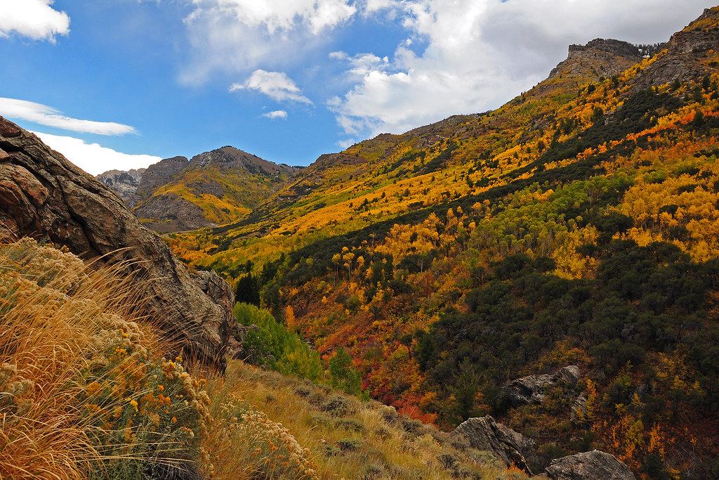A mountain valley covered in yellow and orange aspens and green shrubs under a partly cloudy blue sky