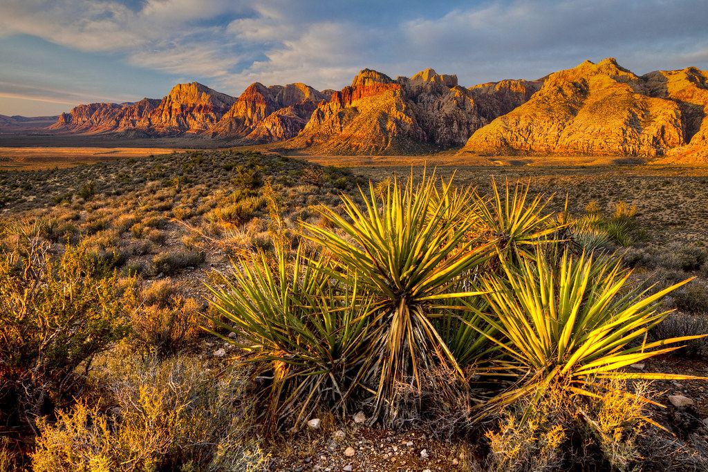 Yucca plants and desert scrub in front of red and tan rocky mountains glowing in low sunlight under a cloudy sky
