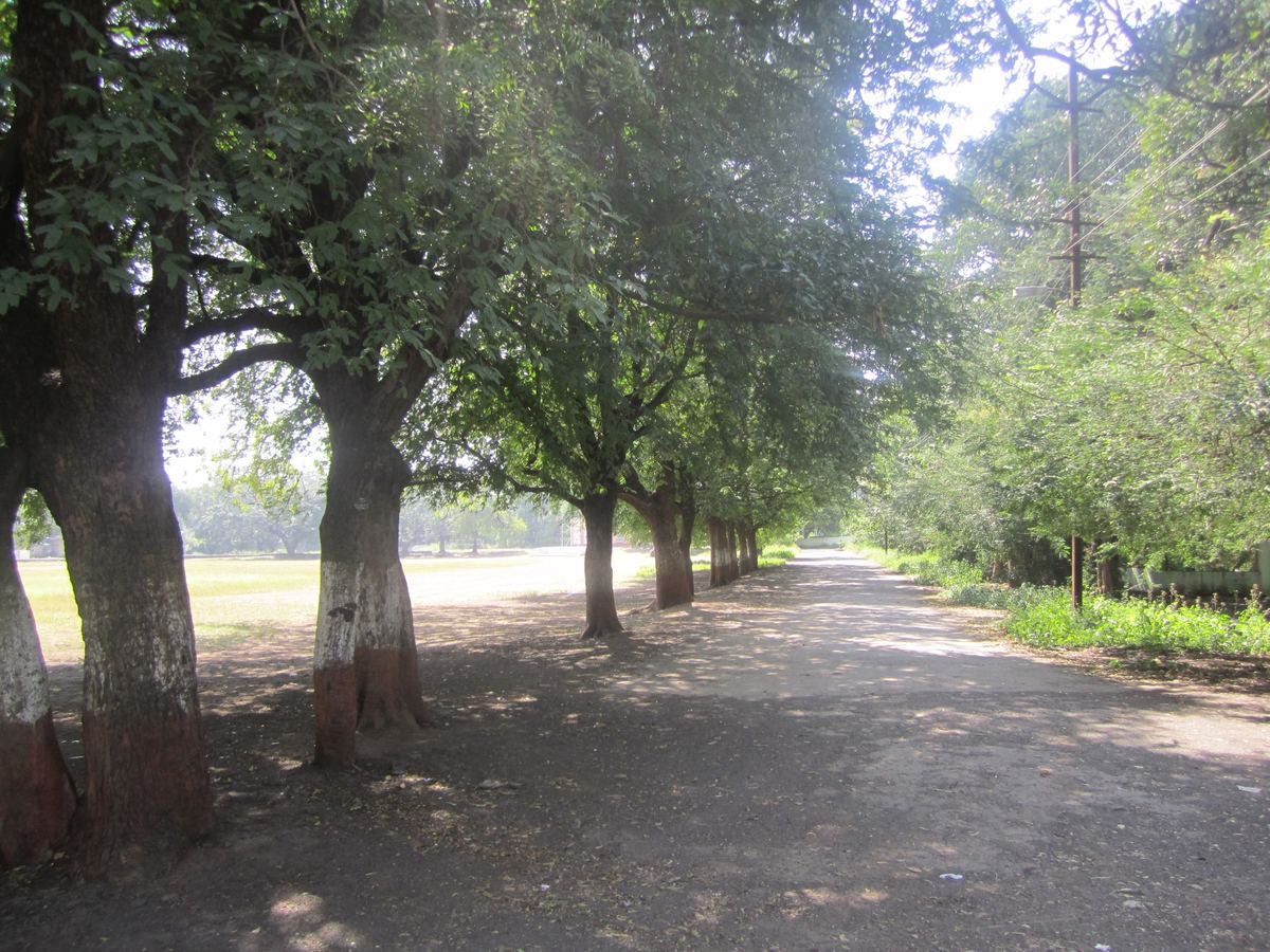 A shaded dirt walkway lined with large trees runs beside an open grassy field on a sunny day