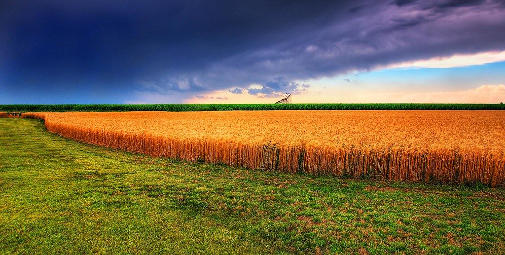 Golden wheat field beside green grass and a distant cornfield under dark storm clouds