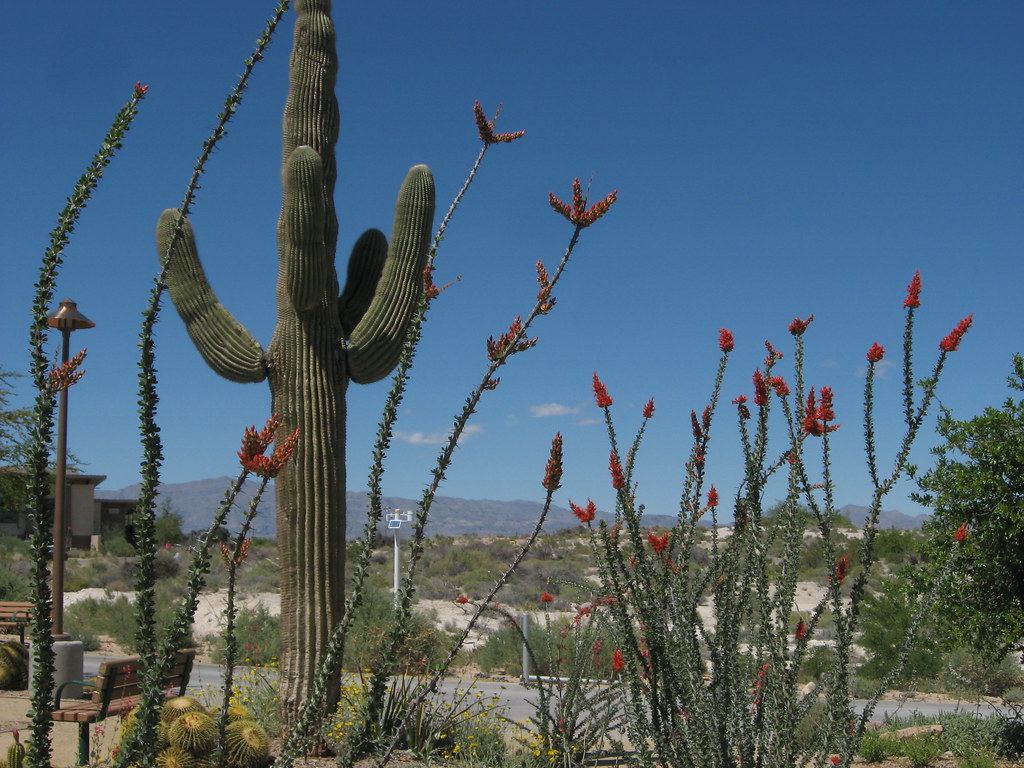 Saguaro cactus and red-flowering ocotillo in a desert garden with a bench, lamp post and distant mountains