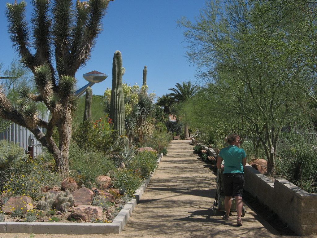 A sandy path lined with Joshua trees, saguaro cacti and desert plants under a clear blue sky